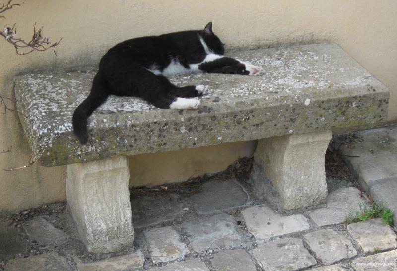 9078_Relaxing_cat