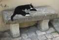 9078_Relaxing_cat