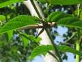 9099_Giant_grasshopper