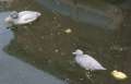 9141_Plastic_ducks