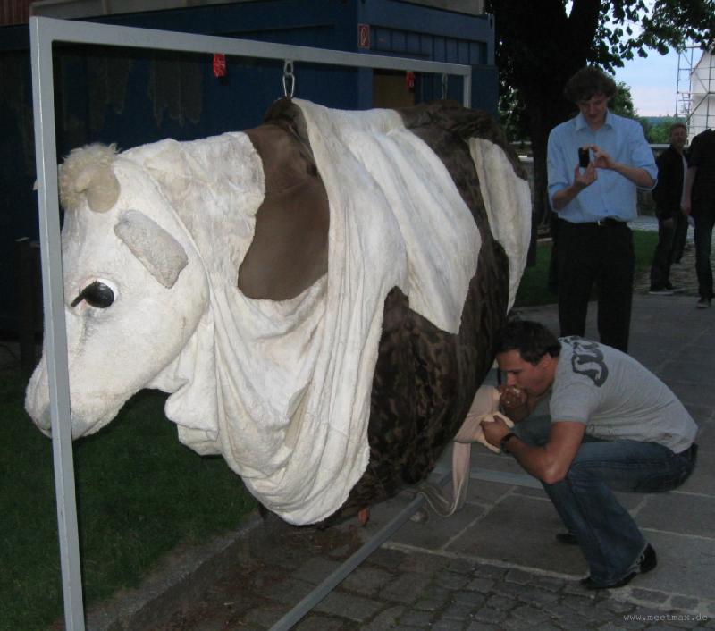0530_The_cow