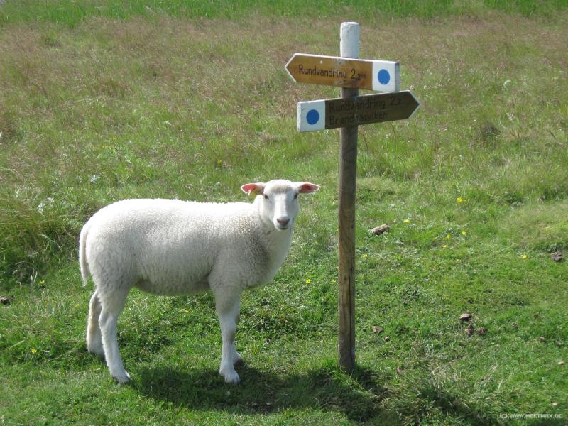 0738_Sheep_guide