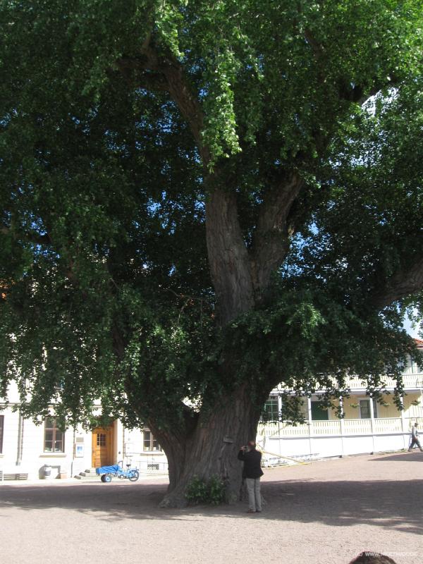 0949_Big_tree