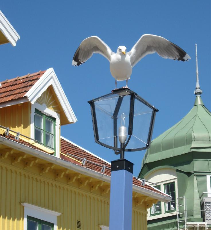 1027_Big_bird