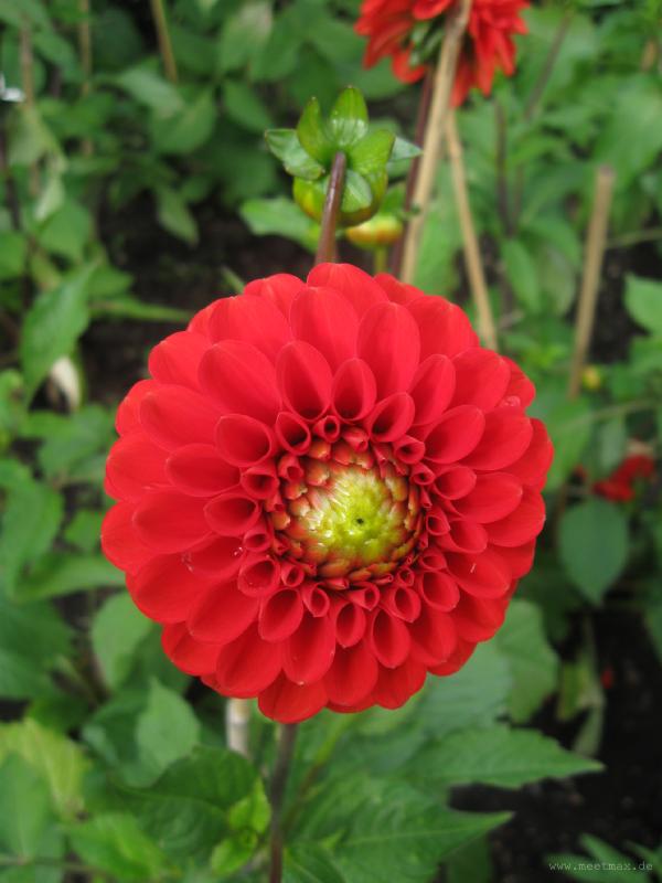 1335_Botanical_Garden