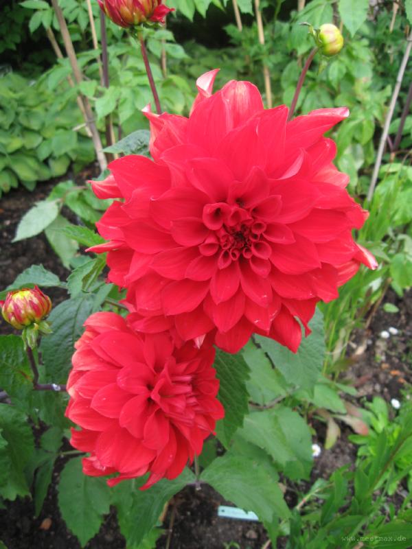 1336_Botanical_Garden