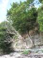 3506_Never-give-up_tree