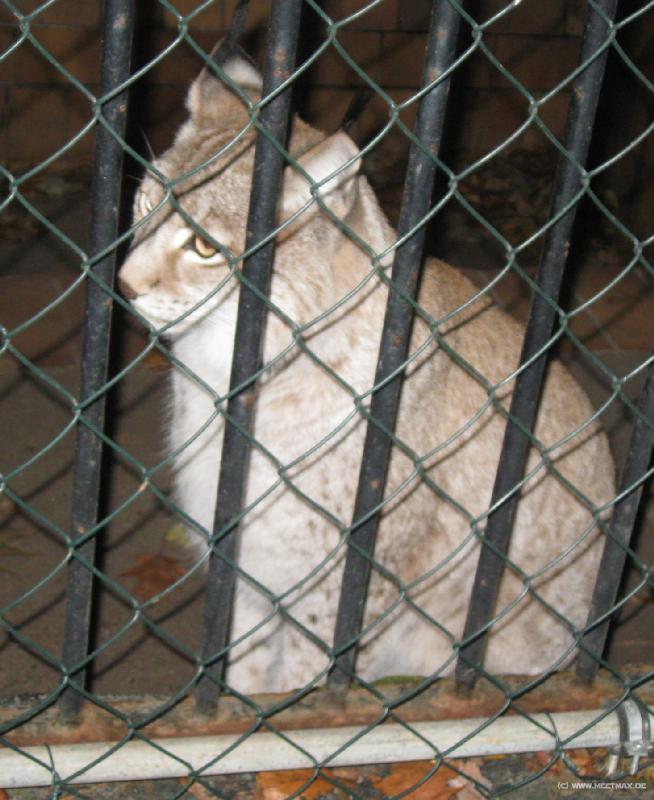 7958_Lynx
