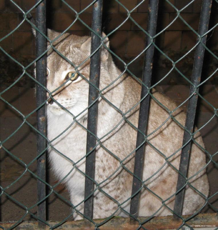 7959_Lynx