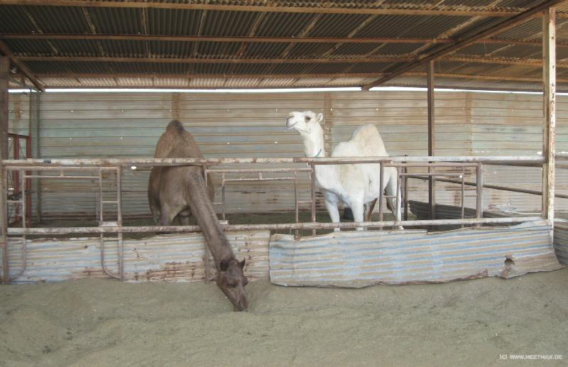 8076_Camel_farm