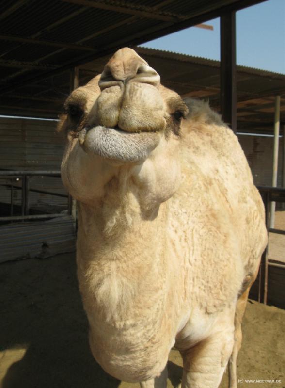 8077_Camel