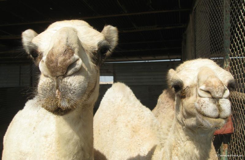 8080_Camel_farm