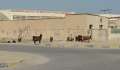 8052_Goats
