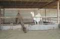 8076_Camel_farm