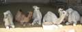 8081_Camel_farm