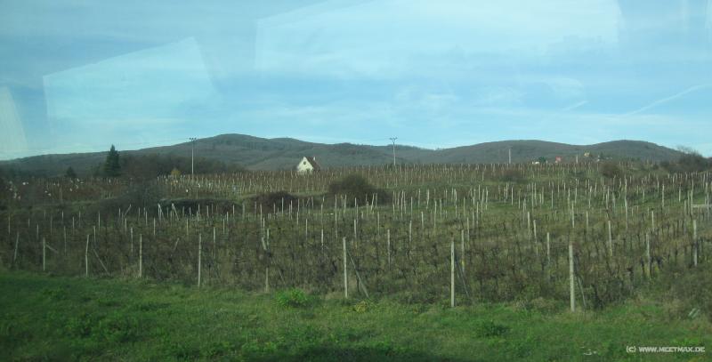 9001_Wineyard