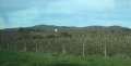 9001_Wineyard