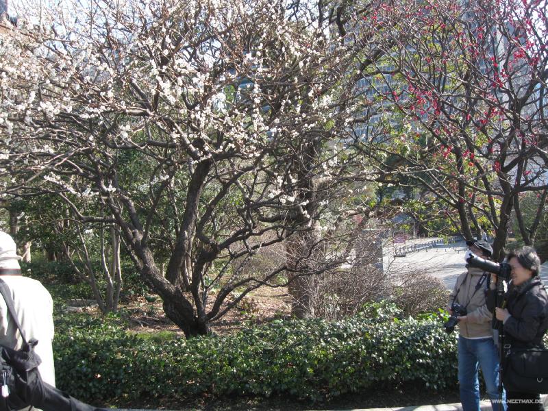 1155_Plum_blossom