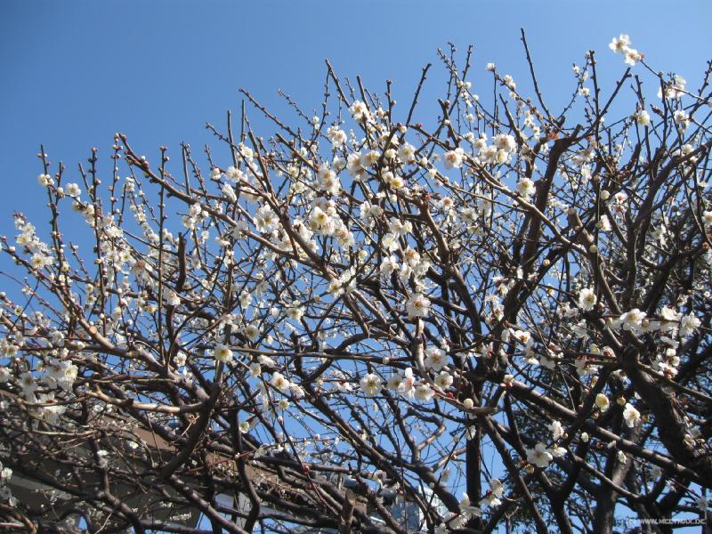 1156_Plum_blossom