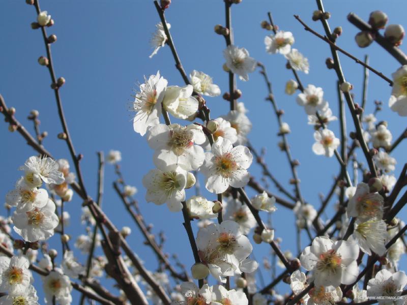 1157_Plum_blossom