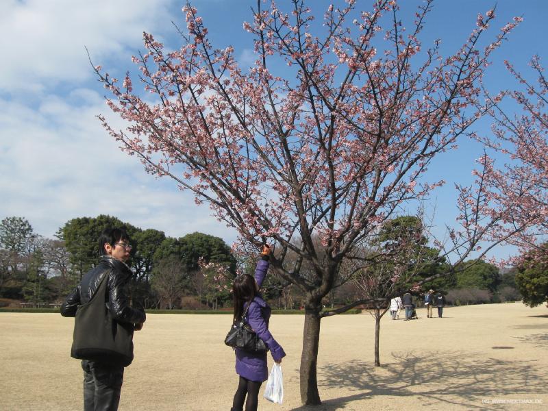 1167_Plum_blossom