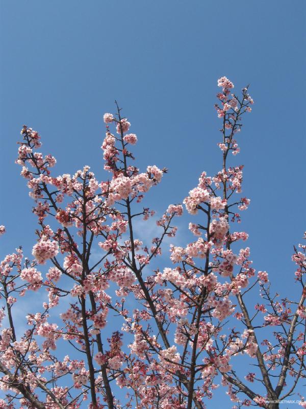 1168_Plum_blossom
