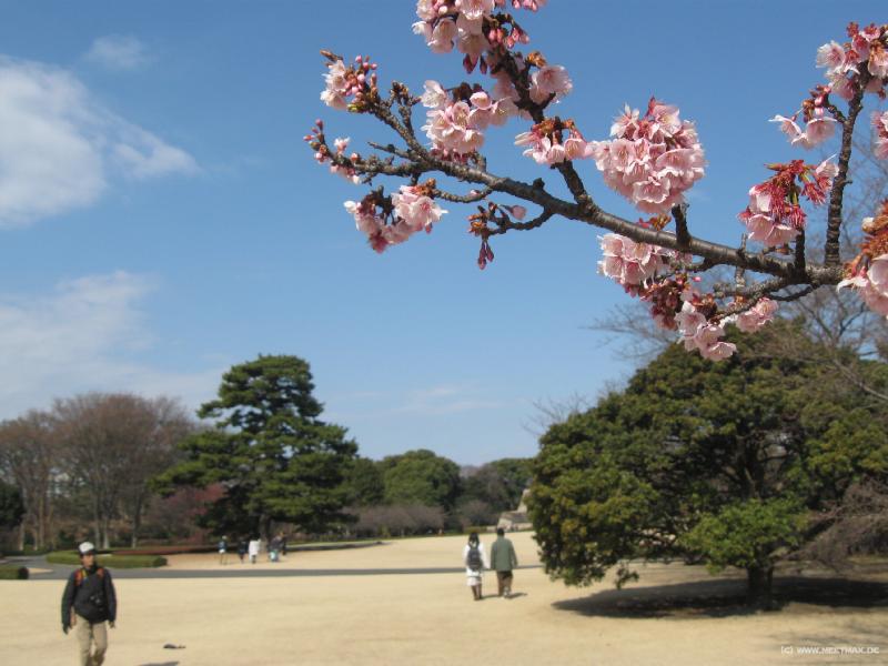 1171_Plum_blossom