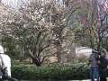 1155_Plum_blossom