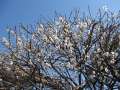 1156_Plum_blossom