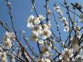 1157_Plum_blossom