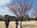 1167_Plum_blossom