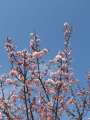1168_Plum_blossom