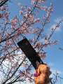 1169_Plum_blossom_photo