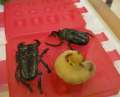 1201_Insect_snacks