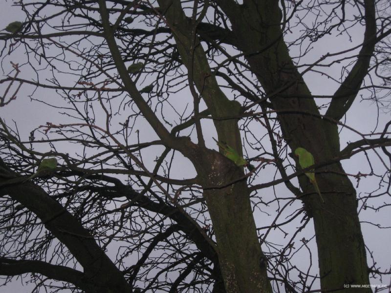 2262_Parrots
