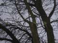 2262_Parrots