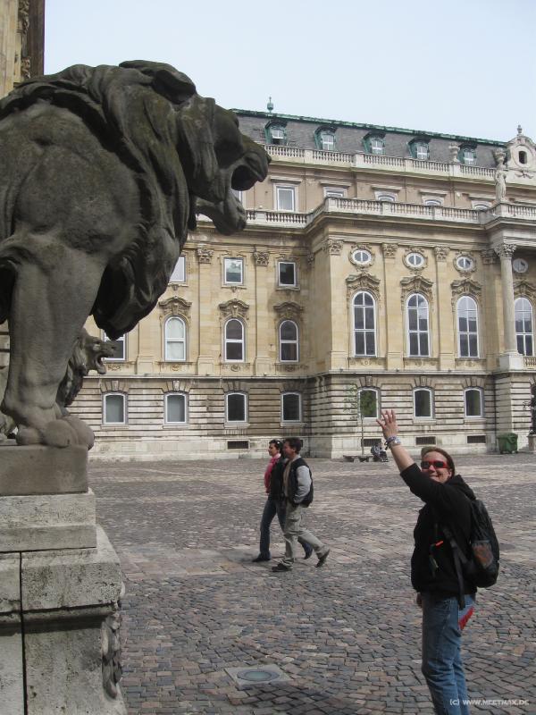 3174_Lions