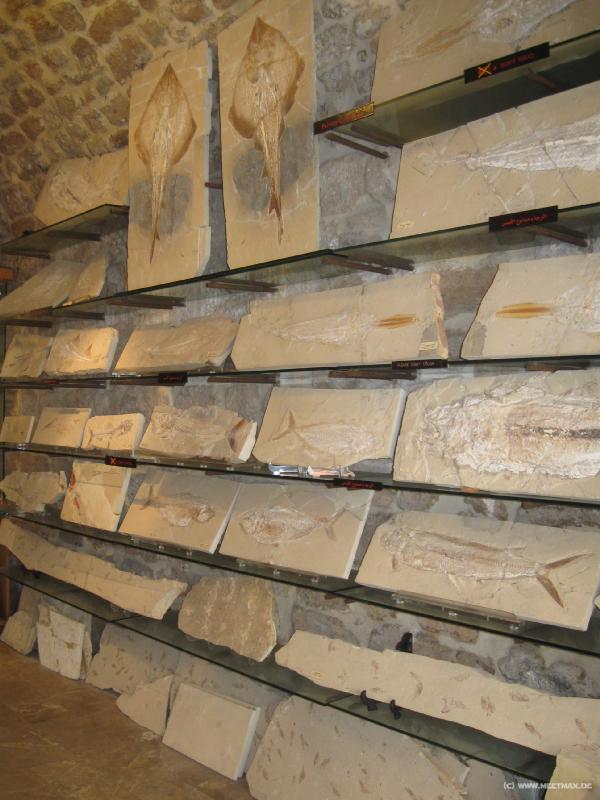4129_Fossils