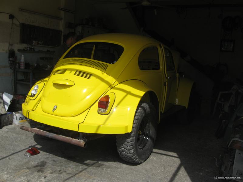 4168_Cross_Beetle
