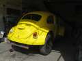4168_Cross_Beetle