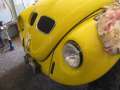 4169_Cross_Beetle