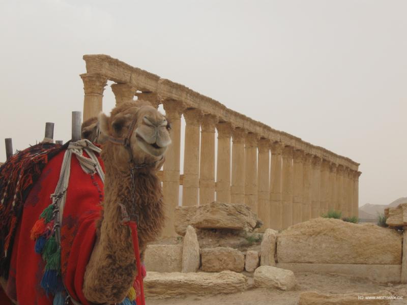 4507_Camel
