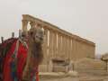 4507_Camel