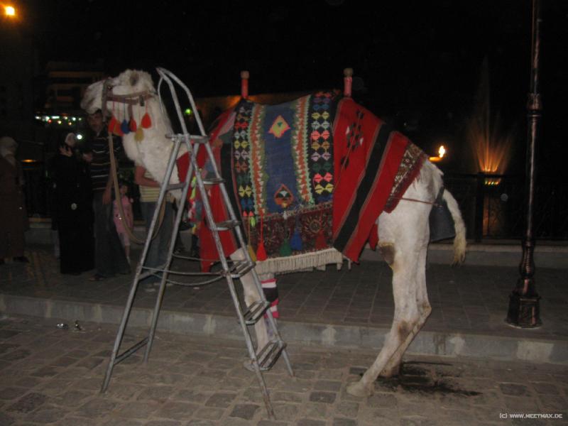 4863_Camel_stairs