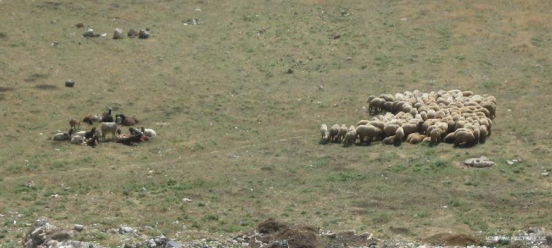 4881_Sheep_crowd