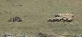 4881_Sheep_crowd
