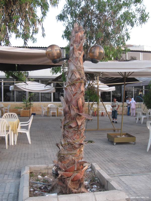 5477_Palm_lantern