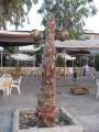 5477_Palm_lantern