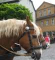 6018_Horses_and_Goethes_house