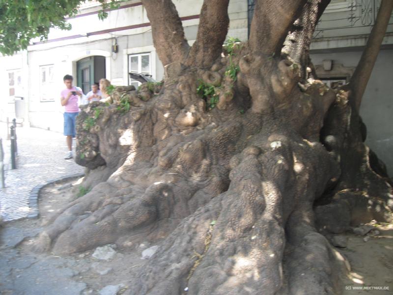 6391_Big_tree